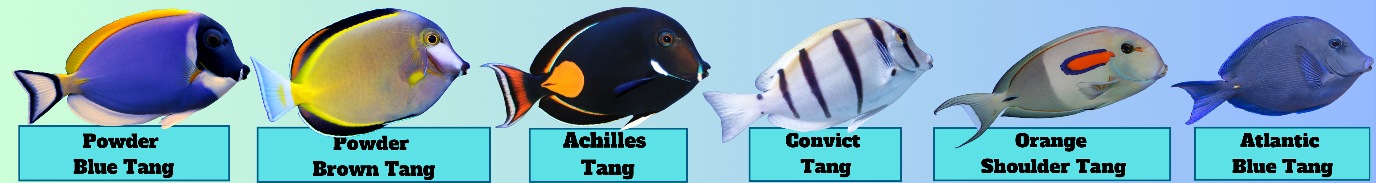 Image of Acanthurus Tangs